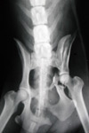 radiograph fractured femur