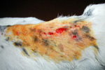 Diabetic dog wound