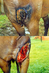 Horse Wounds 1-4
