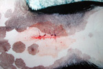 Sutured skin wound
