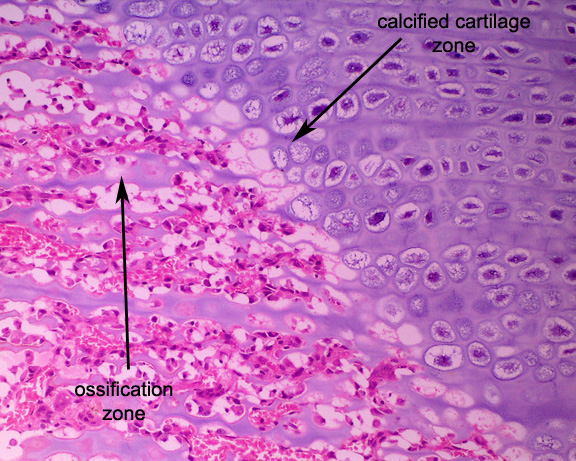 Muscle & Joint Pathology